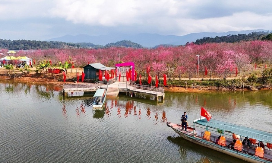 Cherry blossoms in full bloom at Pa Khoang flower island in Dien Bien