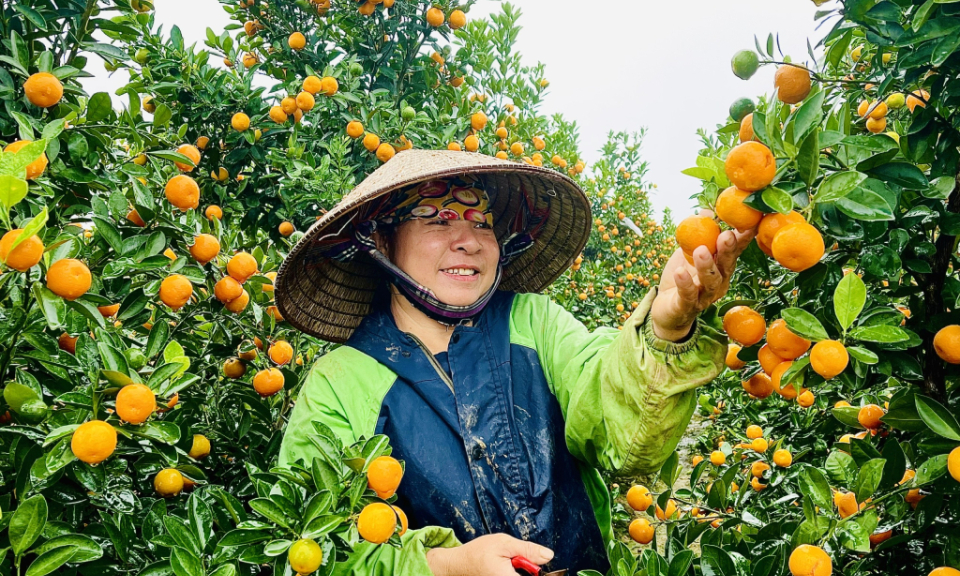 Chủ động chăm sóc, bảo vệ cây trồng vụ đông xuân