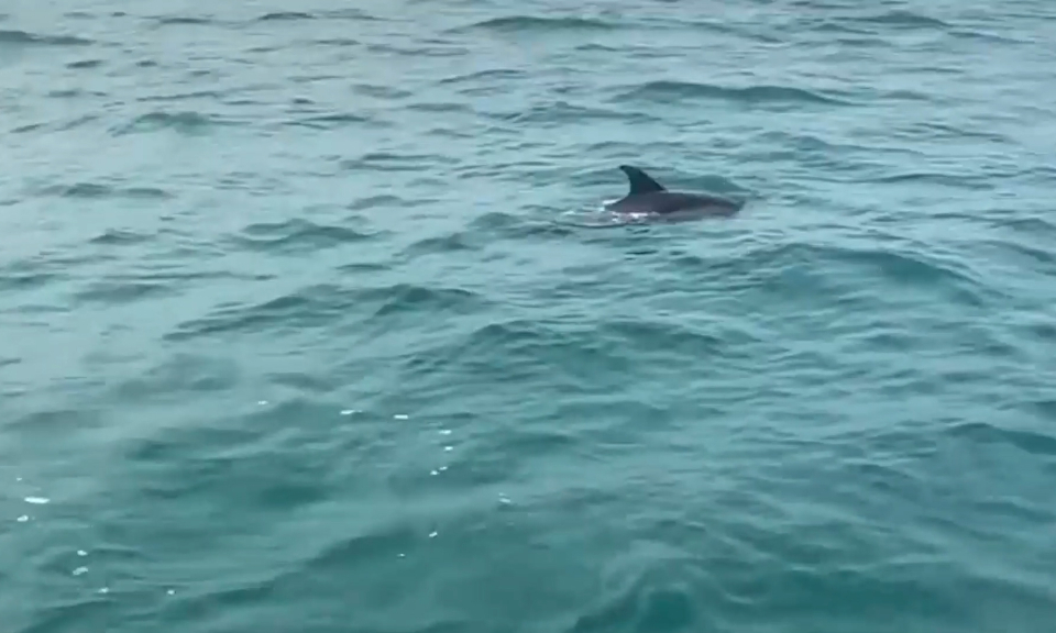 A school of dolphins spotted around Co To island