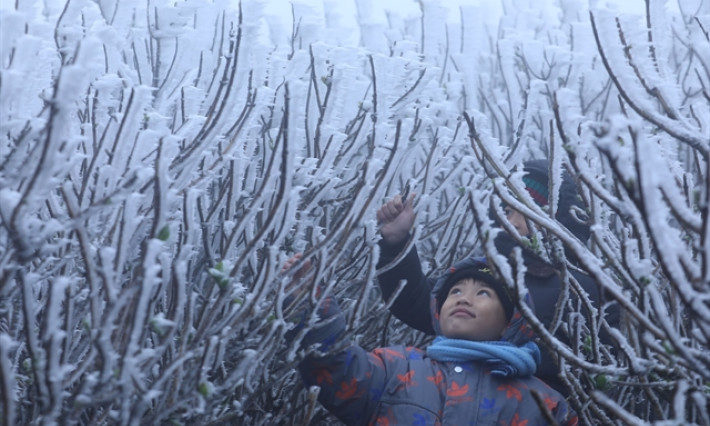 PM Chính calls for preventive solutions against severe cold wave