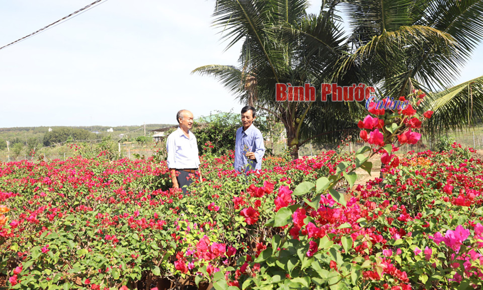 Tất bật vụ hoa tết 