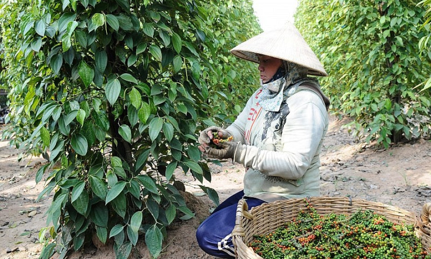 Châu Á là thị trường xuất khẩu hồ tiêu lớn nhất của Việt Nam