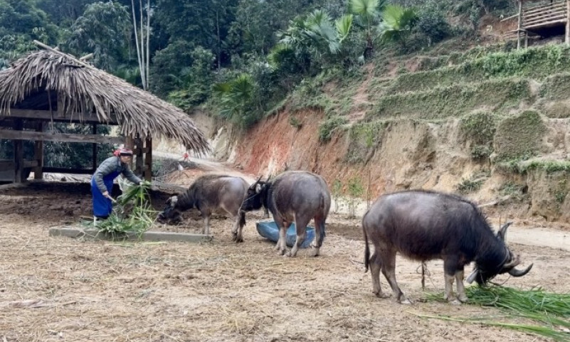 Hàng trăm gia súc chết rét