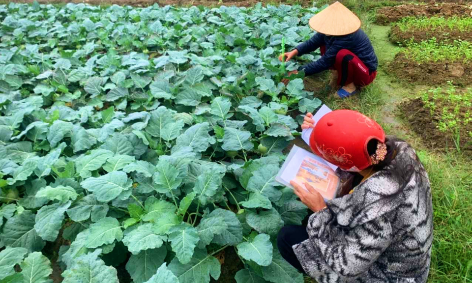 Quản lý dịch hại tổng hợp trên cây trồng