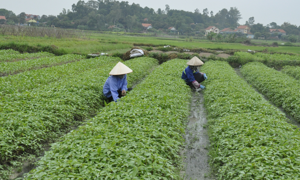 Tạo thương hiệu từ các vùng sản xuất nông, lâm, thủy sản an toàn