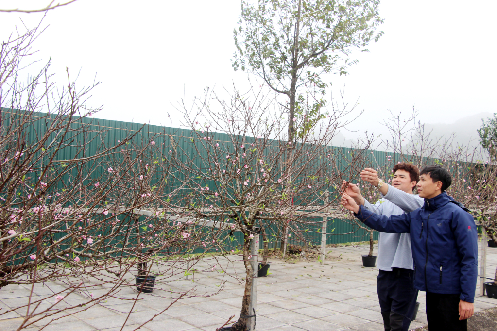 Người trồng đào lựa chọn những cây đào già, nhiều nụ và hoa bày bán trên dọc trục đường 334 đi qua địa bàn xã Hạ Long.