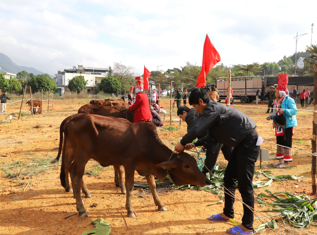 Lâm trường 156, Đoàn Kinh tế - Quốc phòng 327 (Quân khu 3) tổ chức bàn giao bò, dê giống sinh sản cho 80 hộ dân thuộc hộ nghèo, cận nghèo của xã Hoành Mô.