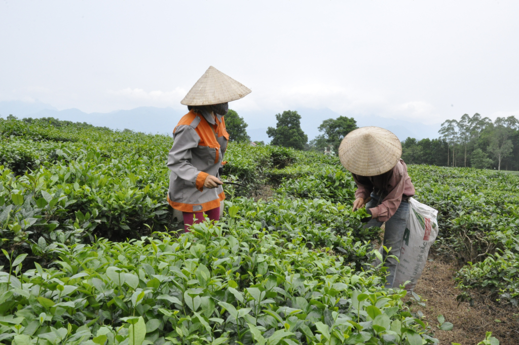 Người dân xã Quảng Long (Hải Hà) thu hoạch búp chè.