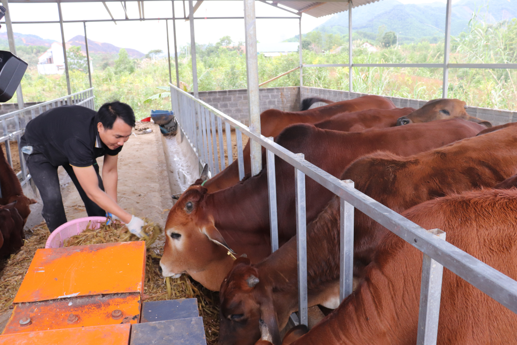 Mô hình bò sinh sản, thương phẩm theo hướng liên kết sản xuất, quy mô 60 con, với 3 hộ tham gia, tại các xã Đạp Thanh, Lương Mông, Nam Sơn