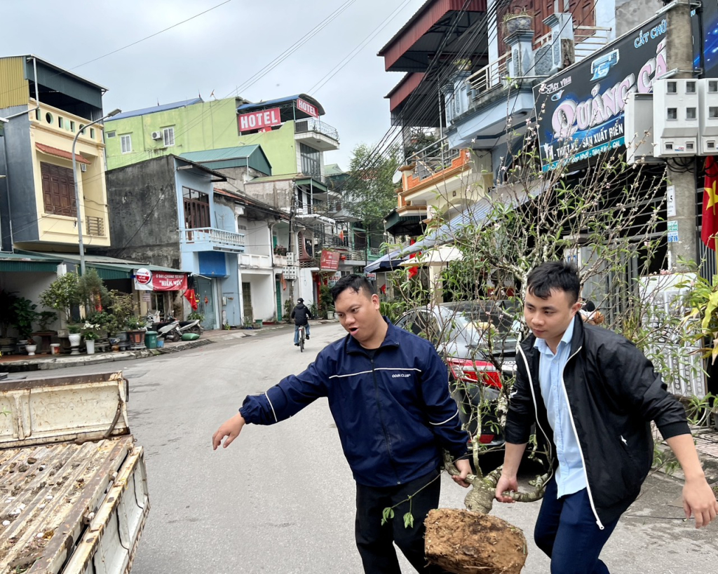 Thị trấn Tiên Yên đi thu gom các gốc đào do người dân ủng hộ chở về điểm tập kết.