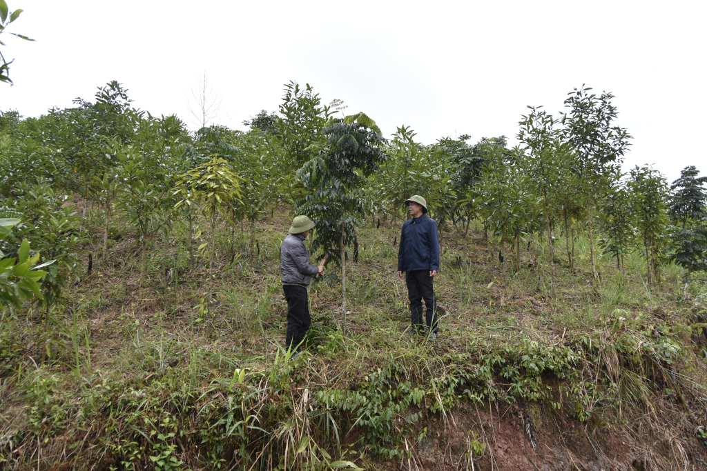 Mô hình chuyển đổi rừng keo sang trồng rừng lim xanh của hội viên nông dân xã Thanh Sơn, huyện Ba Chẽ. Ảnh: Hoàng Giang