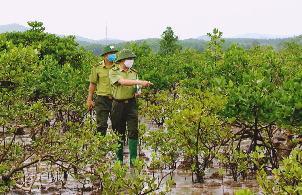 Cán bộ Hạt Kiểm lâm TP Móng Cái kiểm tra diện tích rừng ngập mặn trên địa bàn.