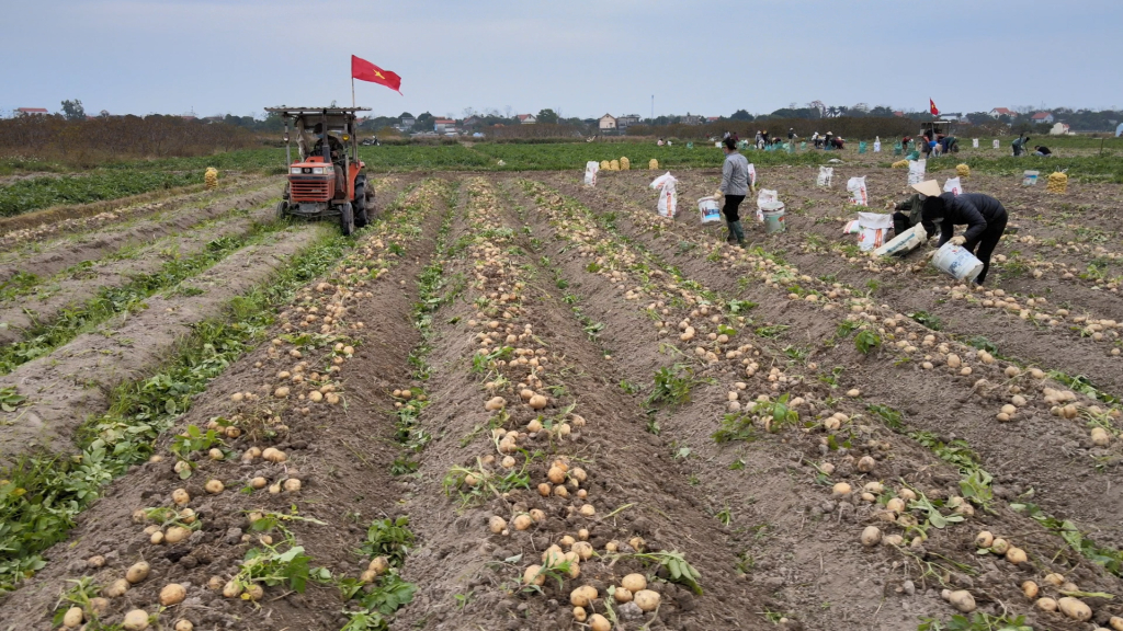Thu hoạch khoai tây đầu năm mới của người dân xã Bình Dương (TX Đông Triều).
