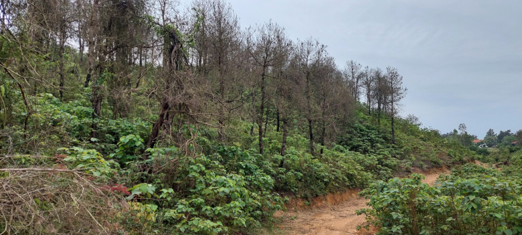 Diện tích rừng thông trên địa bàn xã Vĩnh Trung 