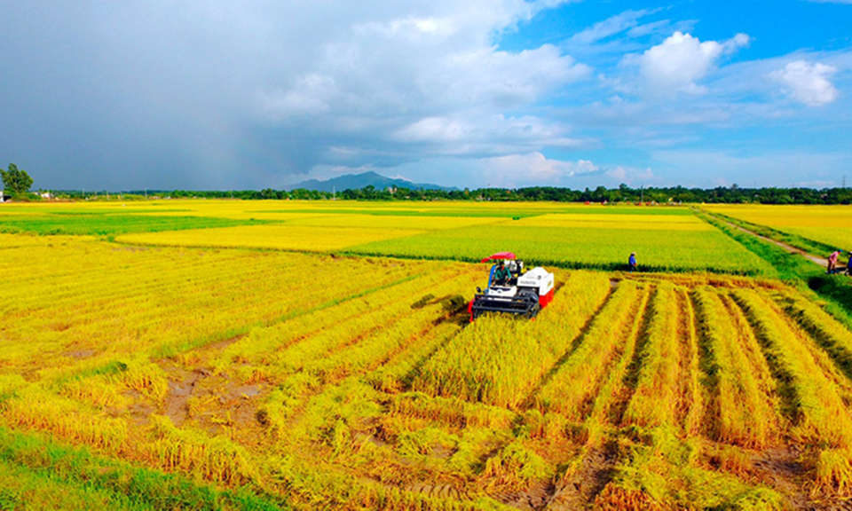 Đông Triều: Nhân rộng vùng cấy lúa chất lượng cao