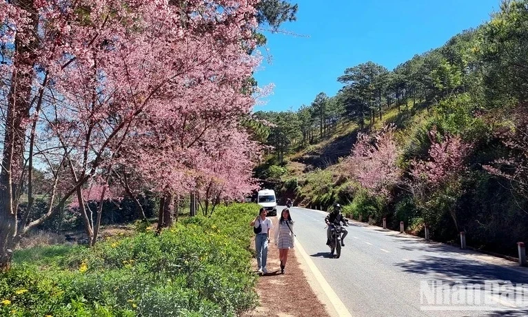 Da Lat tops list of most searched destinations for upcoming Lunar New Year Festival