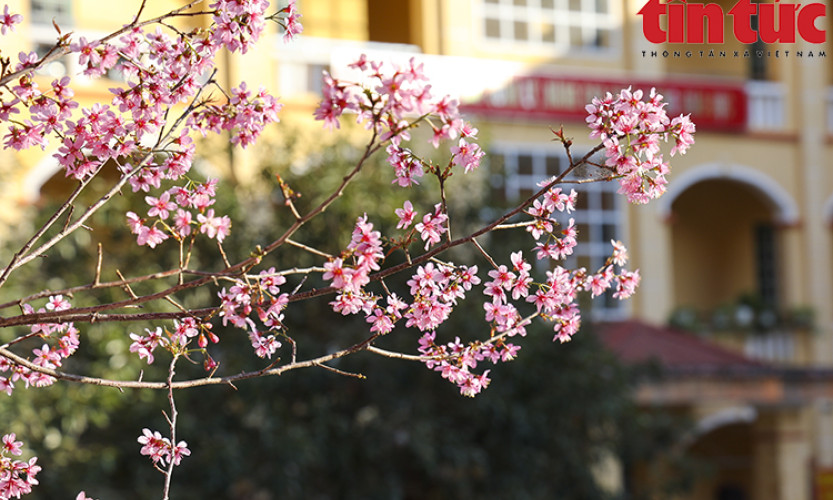Hoa tớ dày khoe sắc đẹp lộng lẫy nơi núi rừng Mù Cang Chải