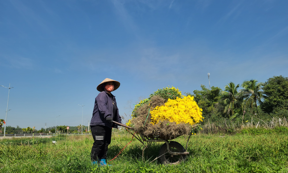 Xuân về trên những cánh đồng 