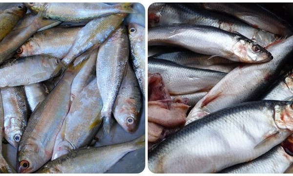Các loại cá biển ngon, giàu dinh dưỡng nên mua khi đi chợ