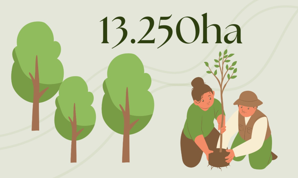 13.250 ha - là mục tiêu trồng rừng tập trung năm 2024 của Quảng Ninh