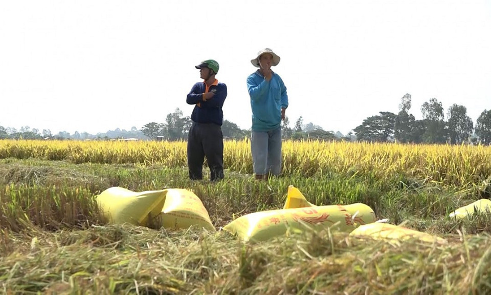 Giá gạo Việt đột ngột giảm sốc, đâu là nguyên nhân?