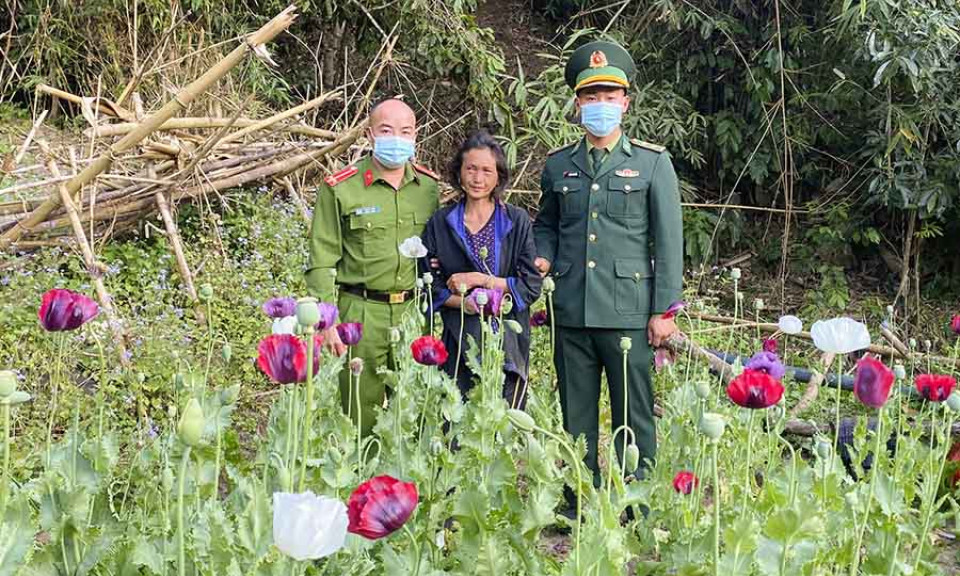 Điện Biên phát hiện 600 cây thuốc phiện đang thời kỳ ra hoa