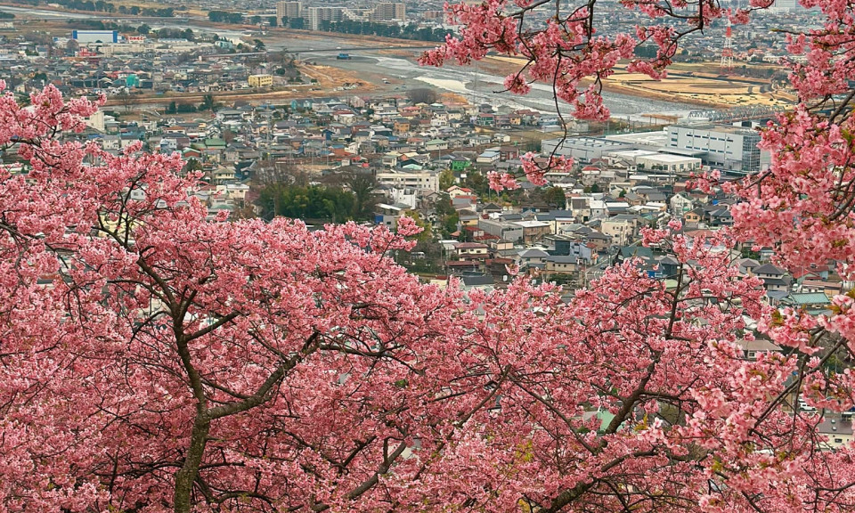 Ghé thăm nơi hoa anh đào nở sớm nhất ở Nhật Bản