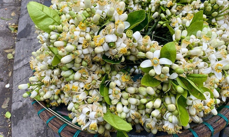 Tháng Hai, hoa bưởi tinh khôi xuống phố, hút khách mua