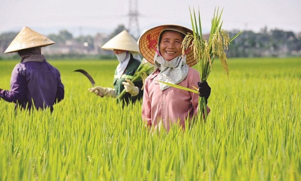 Gạo Việt Nam gia tăng cơ hội xuất khẩu sang thị trường Indonesia