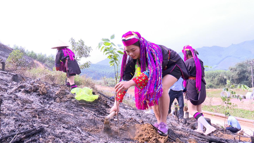 Bà con người Dao Thanh Y tham gia  trồng 12.000 cây lim xanh với diện tích 12 ha tại thôn Làng Han, xã Đồn Đạc.