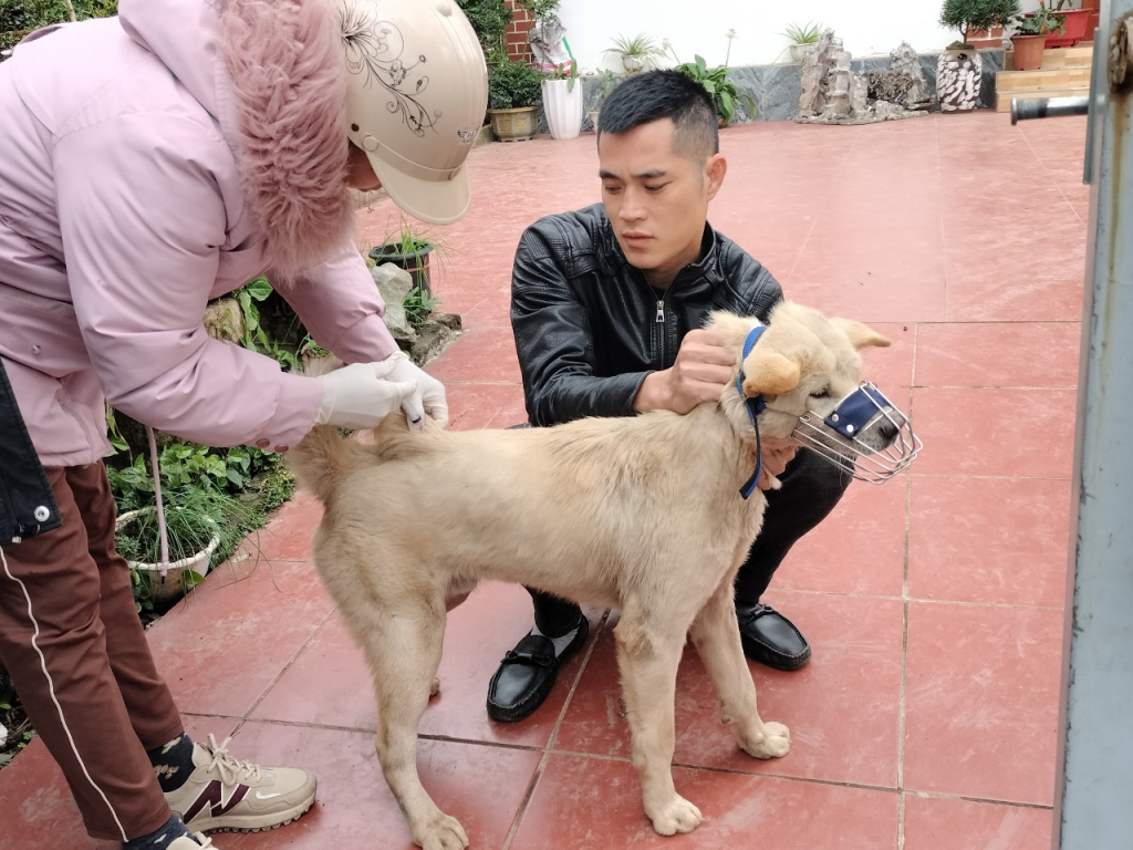 Trung tâm Dịch vụ Kỹ thuật nông nghiệp huyện Đầm Hà tiến hành tiêm vác xin phòng dại trên đàn chó tại xã Dực Yên.