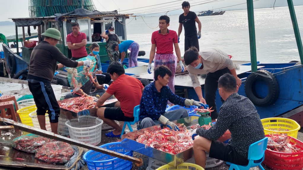 Thu mua hải sản tại bến mũi Ngọc, phường Bình Ngọc
