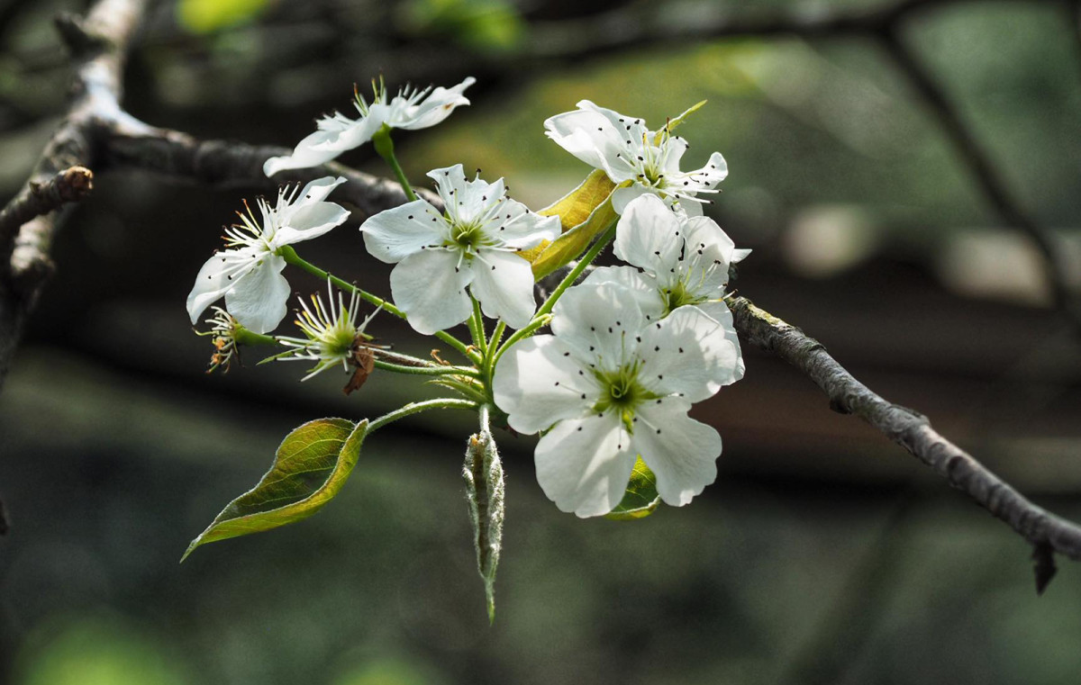 Spring's palette unveils Ha Giang's blooms