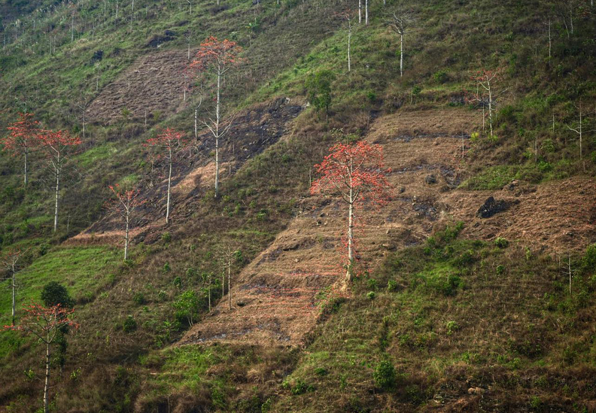 Spring's palette unveils Ha Giang's blooms