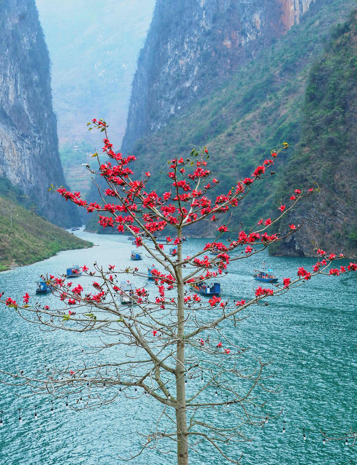 Spring's palette unveils Ha Giang's blooms