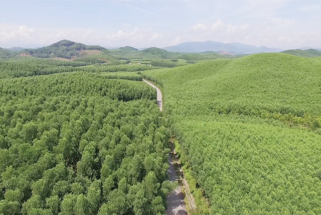 Viet Nam targets to plant additional 500,000 hectares of forests by 2030- Ảnh 1.