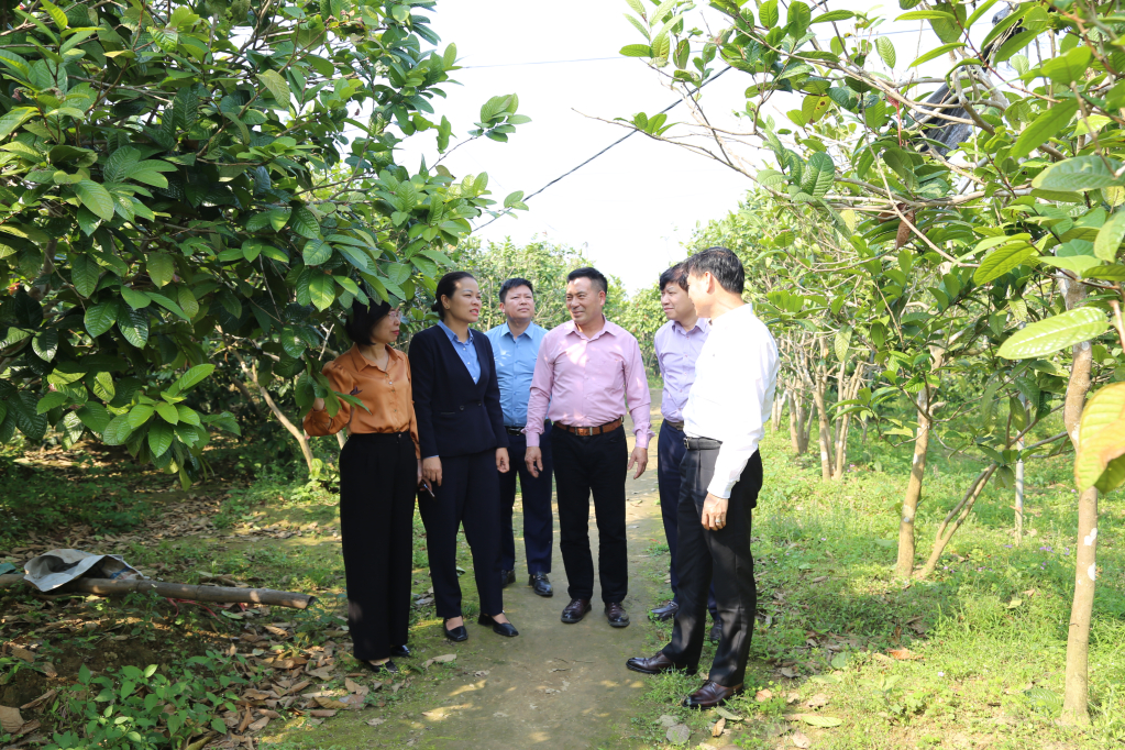 Đoàn khảo sát quy trình trồng, chế biến chè hoa vàng tại Công ty TNHH thương mại dịch vụ và XNK Quy Hoa, xã Quảng Minh (Hải Hà)