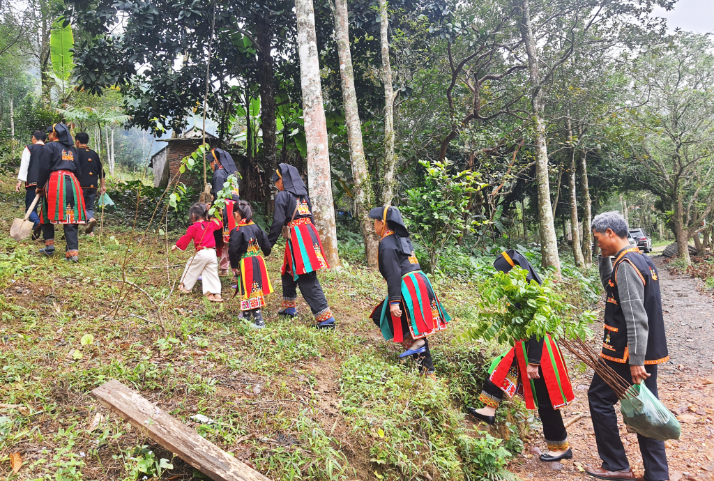 Gia đình anh Triệu Tiến Lộc, xã Tân dân, TP Hạ Long trồng bổ sung cây lim trên đất rừng của gia đình.