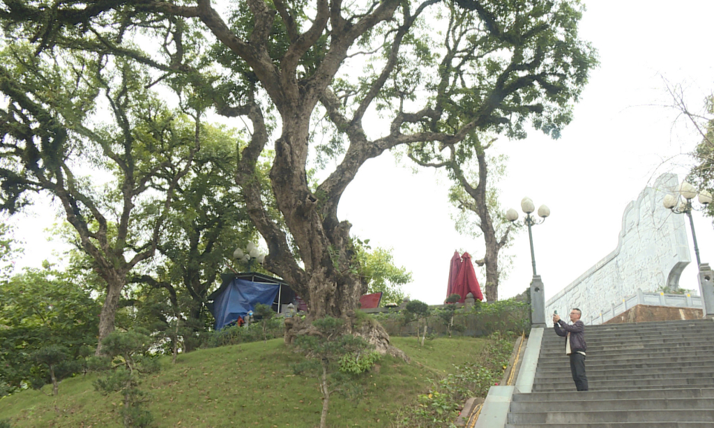 Cây nhãn cổ tại khuôn viên Khu Di tích lịch sử Quốc gia đặc biệt đền Cửa Ông – Cặp Tiên.