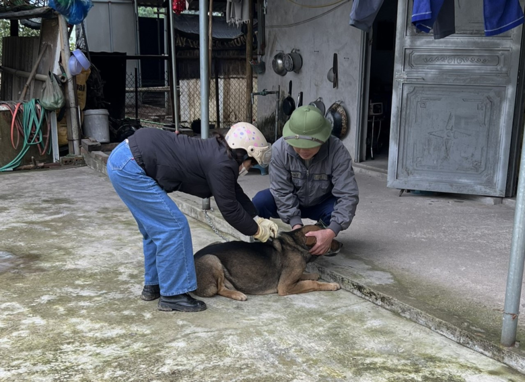 Cán bộ Thú y xã Dực Yên, huyện Đầm Hà, tiêm vắc -xin phòng dại cho đàn chó trên địa bàn.