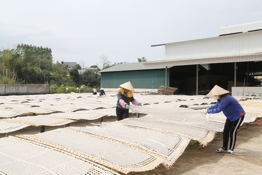 Mô hình làm miến dong của Công ty CP Thương mại và Dịch vụ Bình Liêu tại xã Đồng Tâm, huyện Bình Liêu mang lại việc làm cho hàng chục lao động địa phương.