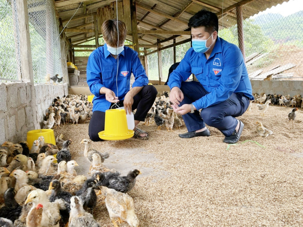Hộ anh Lý Sinh Ngọc (thôn Tân Ốc 2, xã Đồng Sơn) đang mở rộng mô hình nuôi gà Tiên Yên trên 3.000 con theo hướng bán công nghiệp.