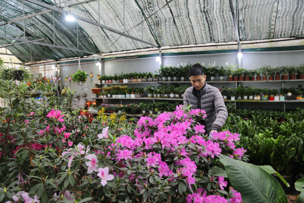 Lê Văn Tuấn, thành viên CLB Thanh niên khởi nghiệp huyện Đầm Hà hiện đang là chủ vườn hoa Tuấn Hùng tại phố