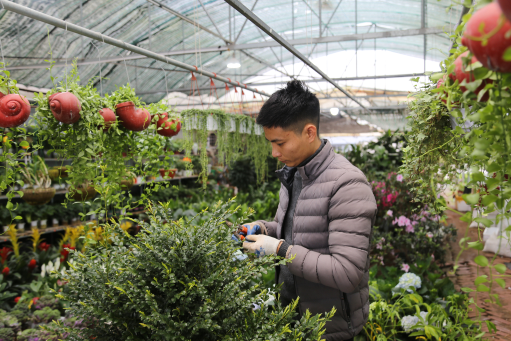 Vườn hoa Tuấn Hùng chuyên cung cấp hoa, cây cảnh và cây công trình cho huyện Đầm Hà và các huyện lân cận