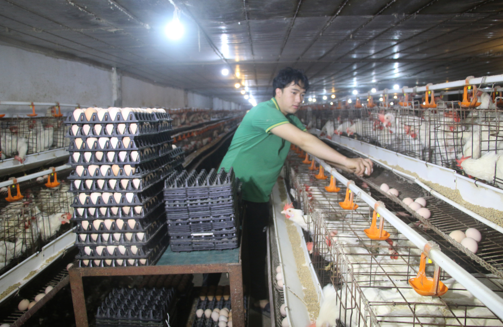 Nhân viên trang trại thực hiện thu trứng từ 9h00-11h00 hằng ngày.