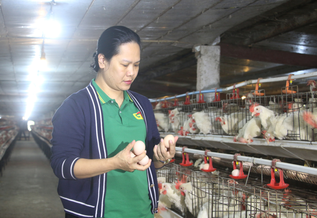 Nhờ quy trình sản xuất nghiêm ngặt, đảm bảo an toàn, chất lượng, sản phẩm trứng gà Tân An đã được chứng nhận sản phẩm OCOP 4 sao tỉnh Quảng Ninh năm 2019. 