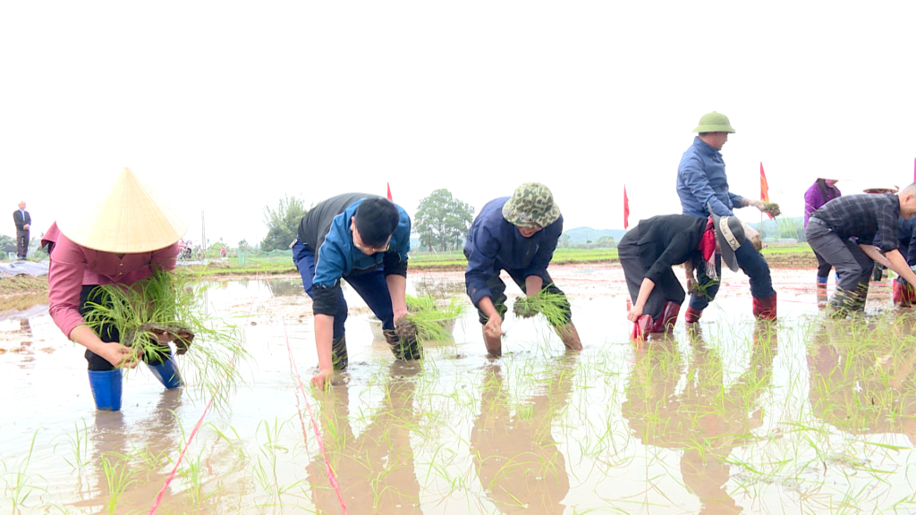 Huyện Hải Hà, nhân dân tích cực xuống đồng gieo cấy vụ xuân 2024.