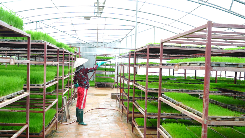 Công ty CP Giống cây trồng Quảng Ninh gieo mạ trên khay