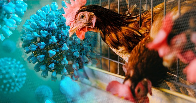 Health ministry advises people to stay vigilant against influenza A/H5N1- Ảnh 1.