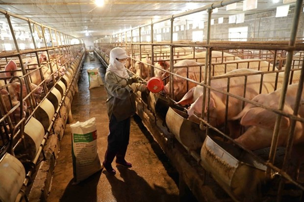 Large livestock businesses are likely to benefit from new regulations hinh anh 1